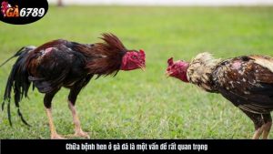 chua-benh-hen-o-ga-da